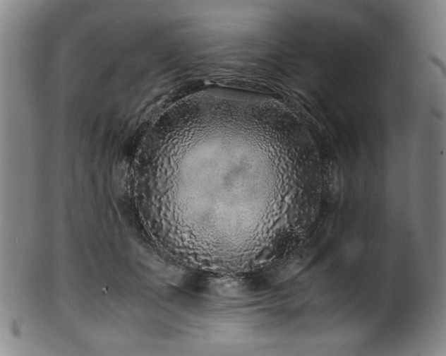 X0000100350511200806061117