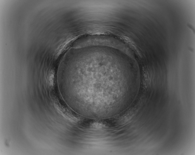 X0000100350596200806061116
