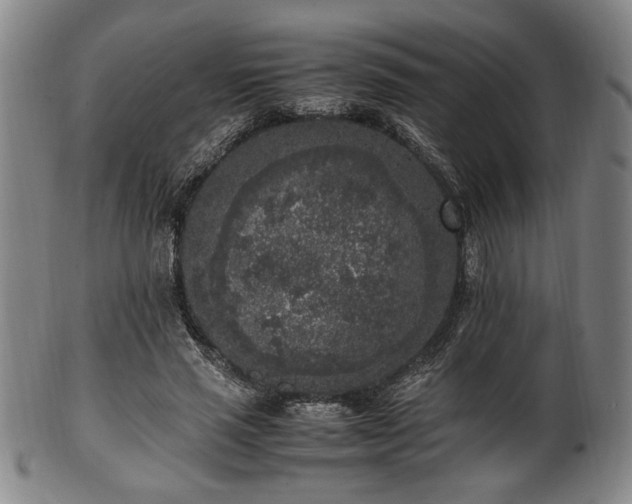 X0000100350637200806061115