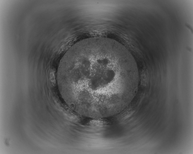 X0000100350699200806061114