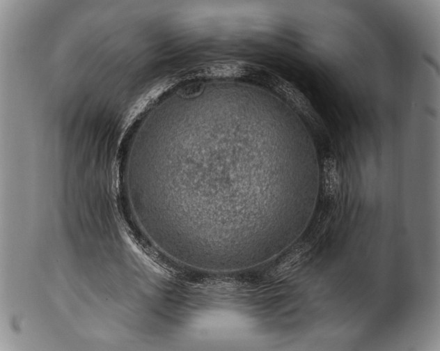 X0000100350726200806061113