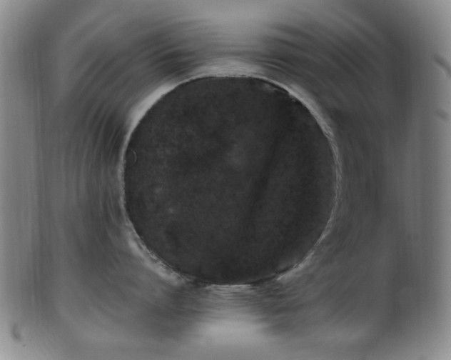 X0000100350864200806061113