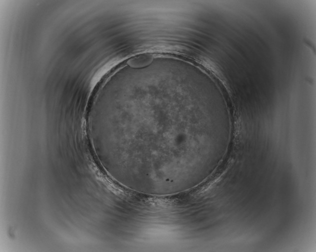 X0000100350928200806061111