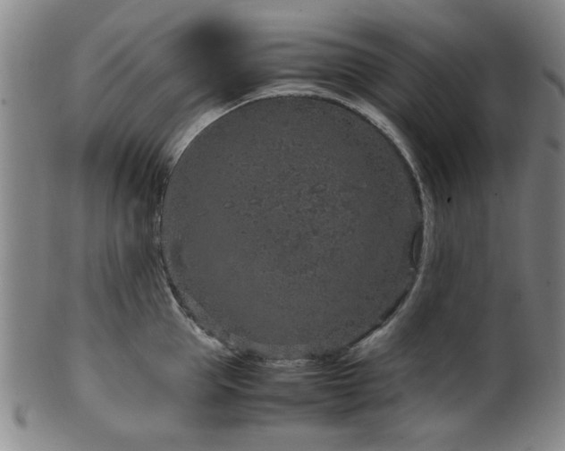 X0000100350953200806061111