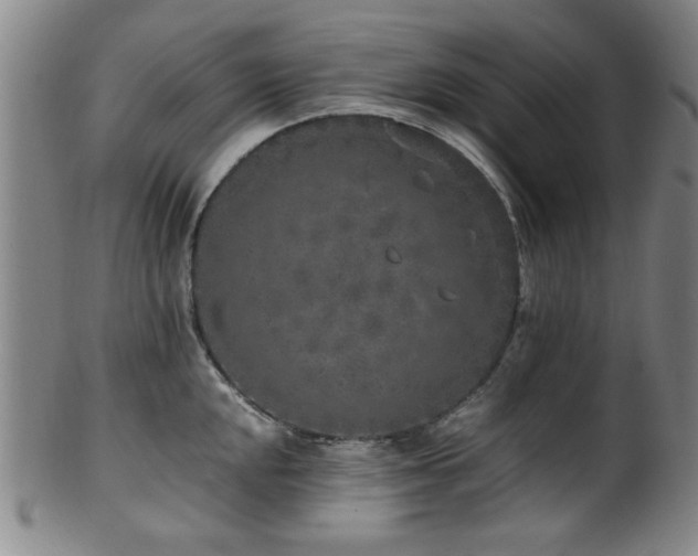 X0000100351048200806061110