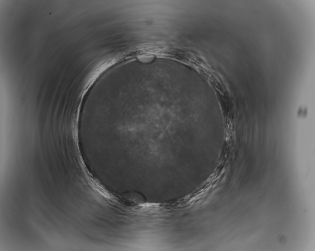 X0000100350052200806131001