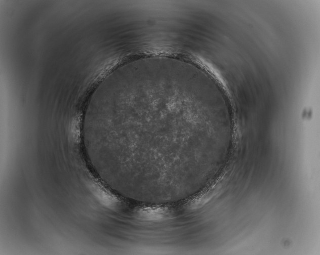 X0000100350065200806131001