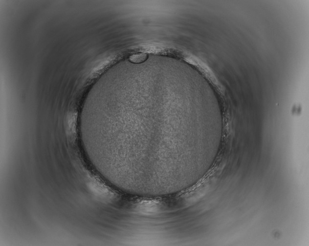X0000100350066200806131001