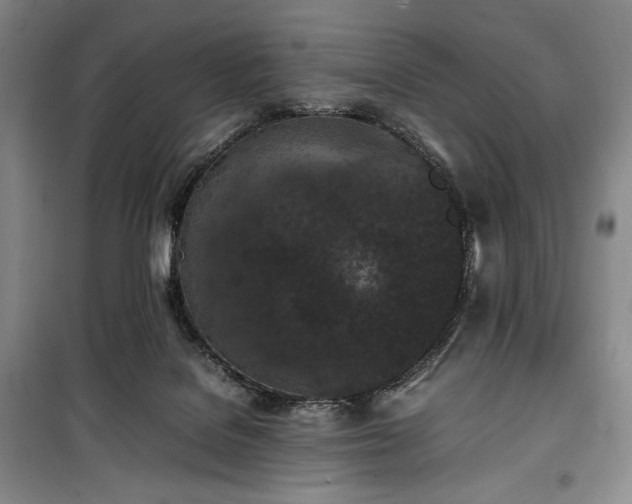 X0000100350076200806131002