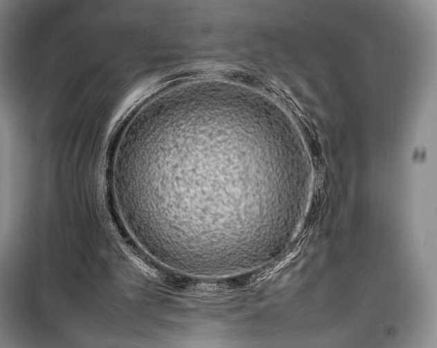 X0000100350101200806131001