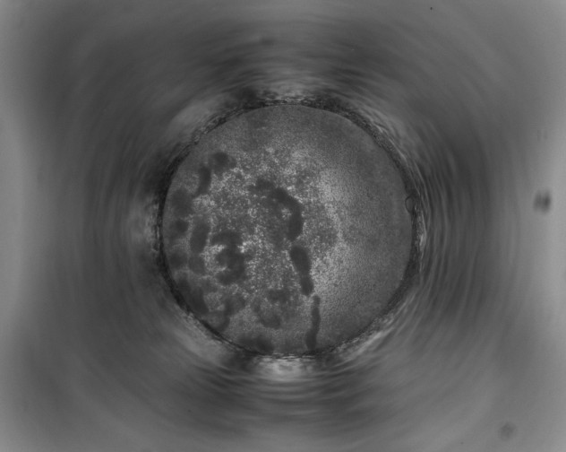 X0000100350181200806131000