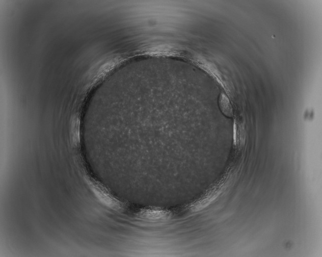 X0000100350205200806131000
