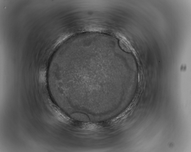 X0000100350249200806130959