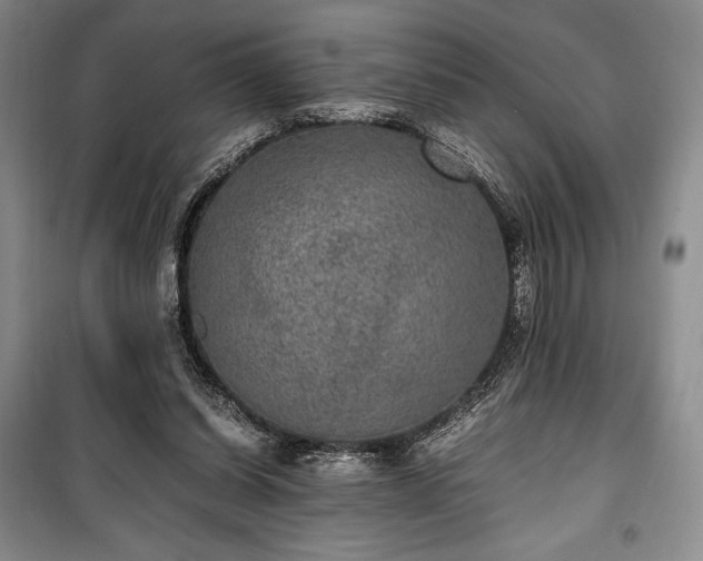 X0000100350254200806130959