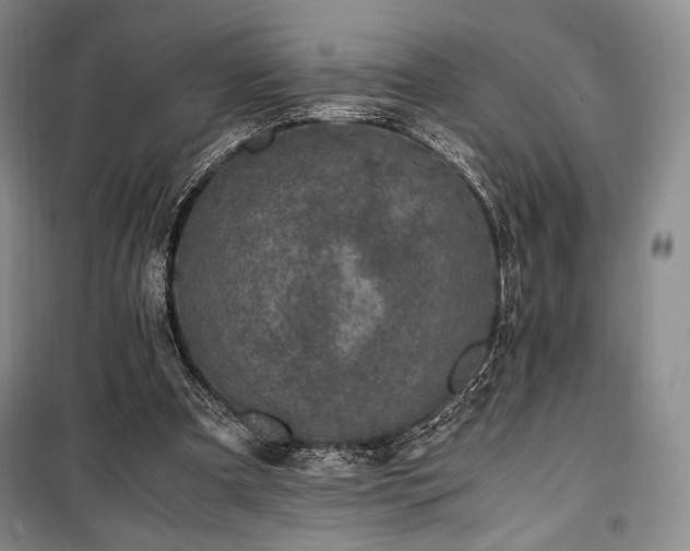 X0000100350297200806130958