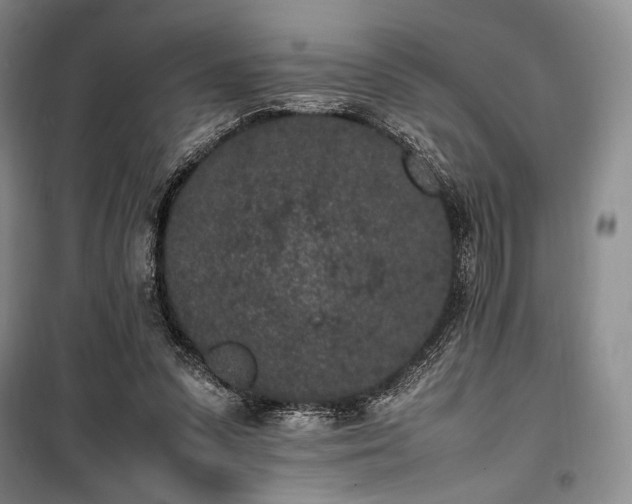X0000100350303200806130958