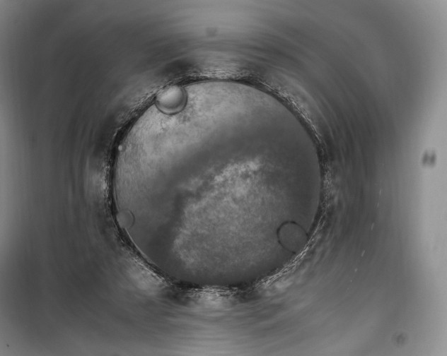 X0000100350305200806130958