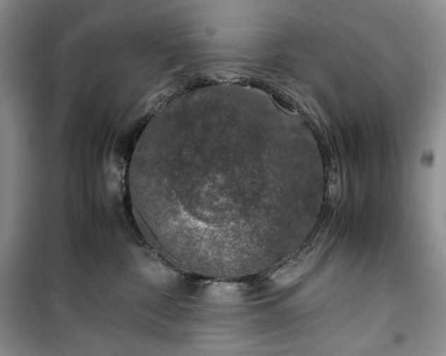 X0000100350332200806130958