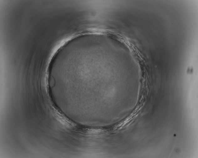 X0000100350342200806130957