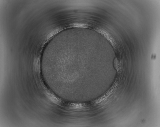 X0000100350349200806130957