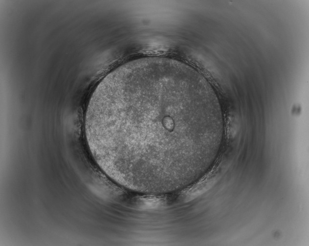 X0000100350370200806130957