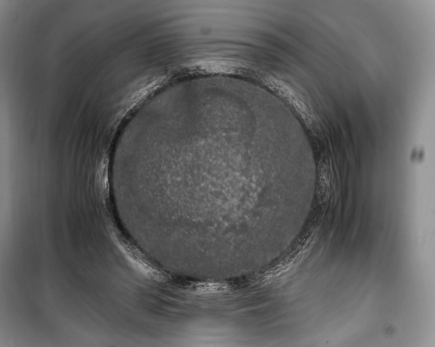 X0000100350398200806130957