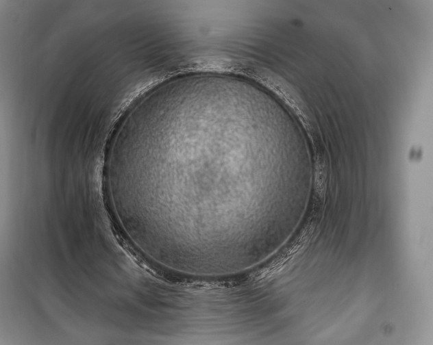 X0000100350434200806130956