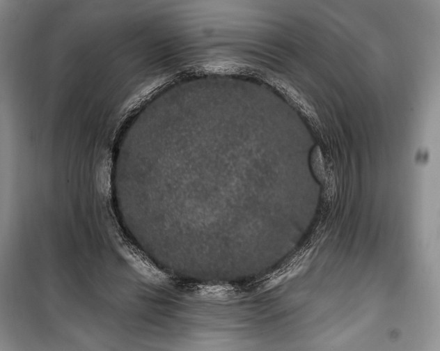 X0000100350446200806130956