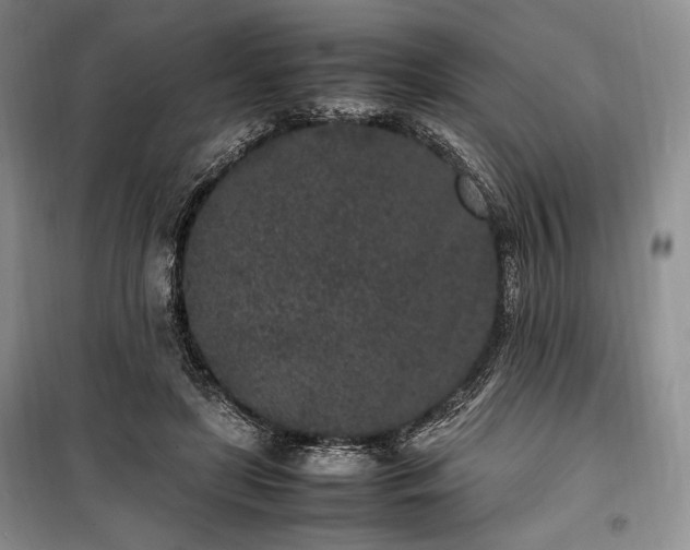 X0000100350451200806130956