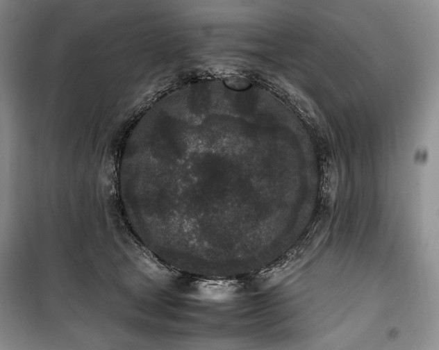 X0000100350465200806130956