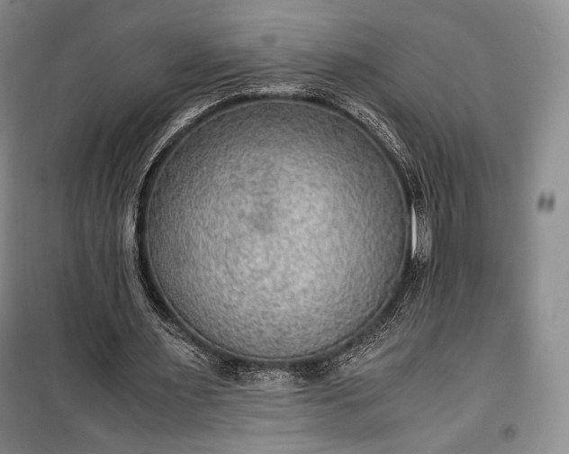 X0000100350483200806130955