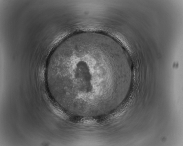 X0000100350491200806130955
