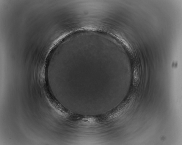 X0000100350492200806130955