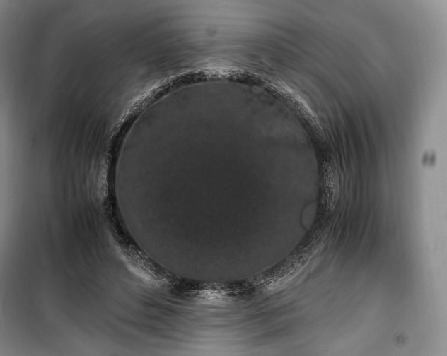 X0000100350496200806130955