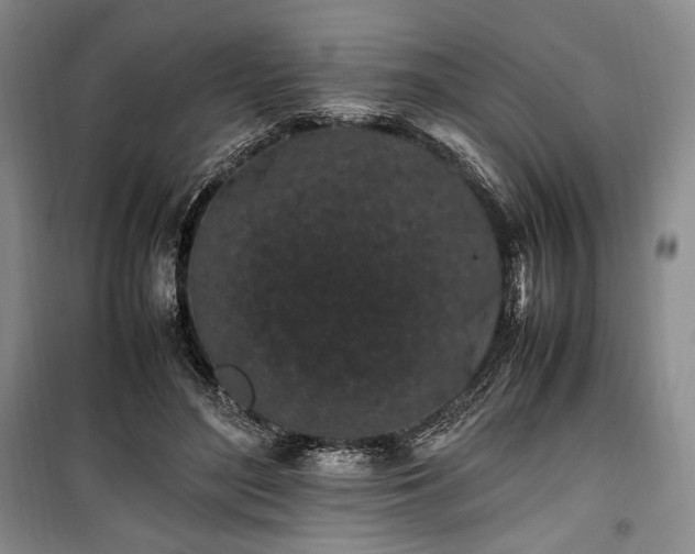 X0000100350500200806130955