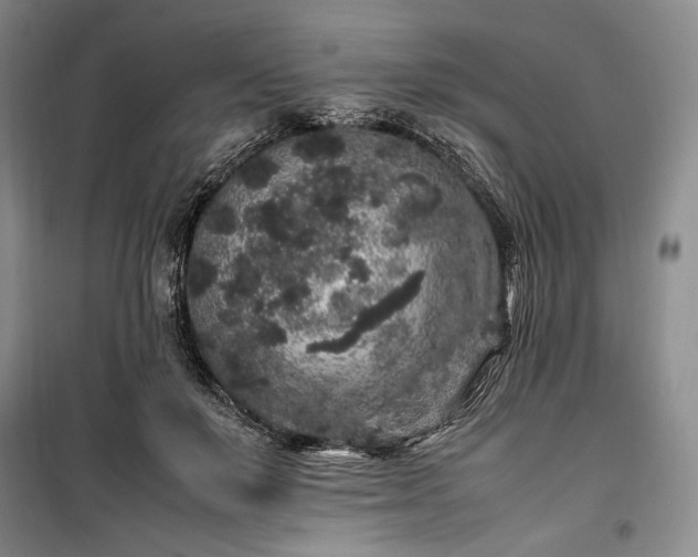 X0000100350503200806130955