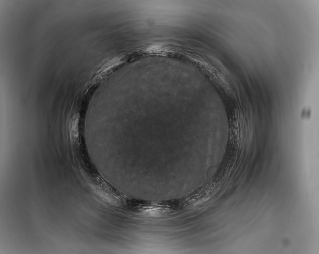 X0000100350504200806130955