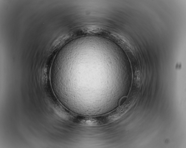 X0000100350506200806130955