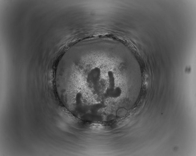 X0000100350519200806130955