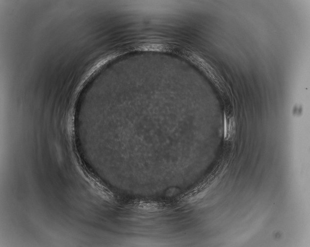 X0000100350531200806130954