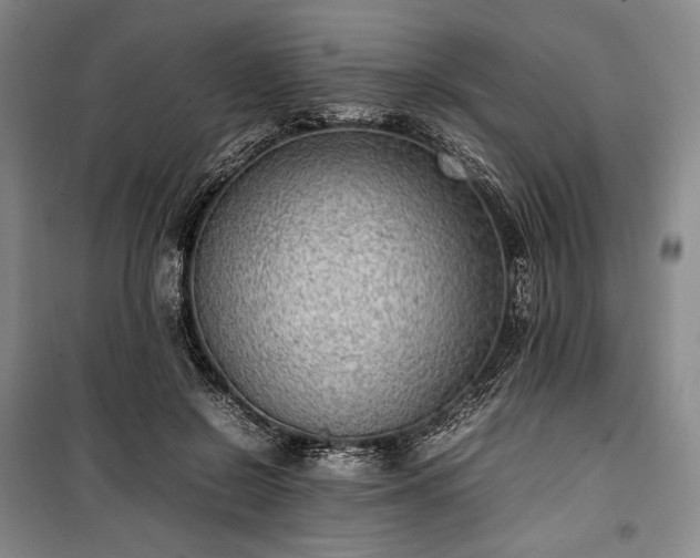 X0000100350550200806130955