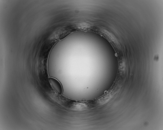 X0000100350572200806130955