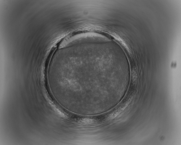 X0000100350581200806130954