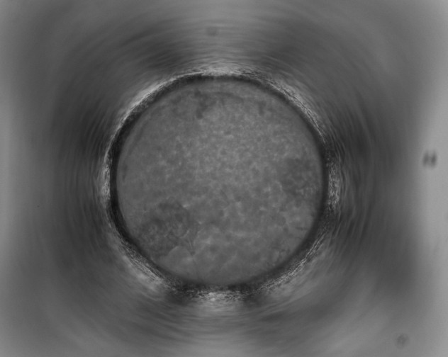 X0000100350584200806130954