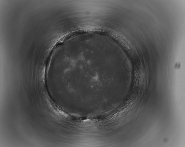 X0000100350592200806130954