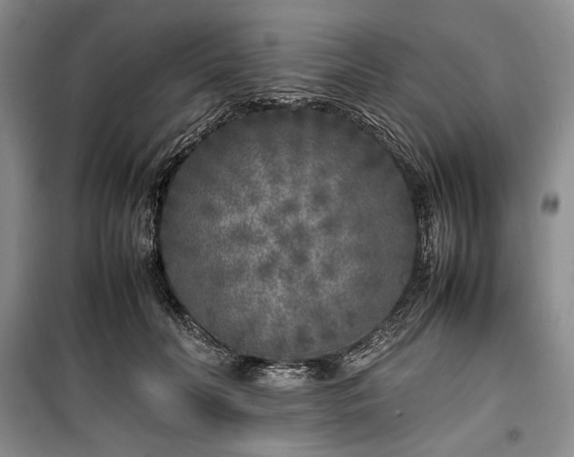 X0000100350606200806130954