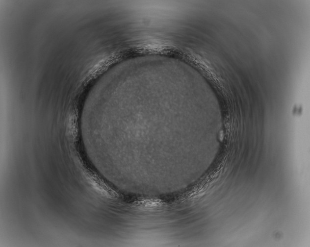 X0000100350642200806130953