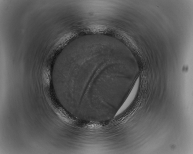 X0000100350644200806130953