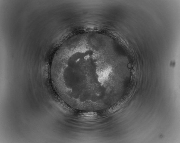 X0000100350659200806130953