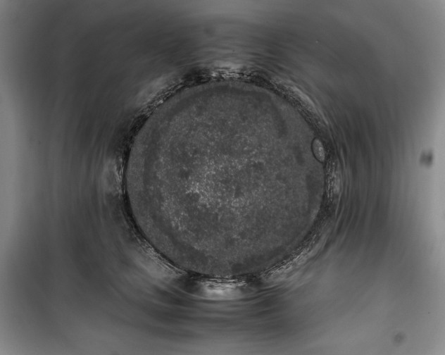 X0000100350661200806130953